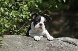 BOSTON TERRIER 227